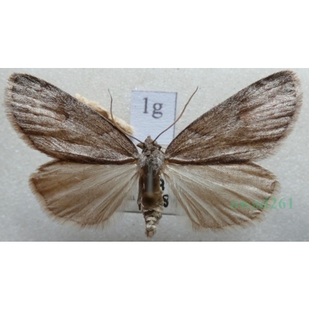 Pachycnemia hippocastanaria (Hübner, 1799) Płazik wrzosowiak Czech1g